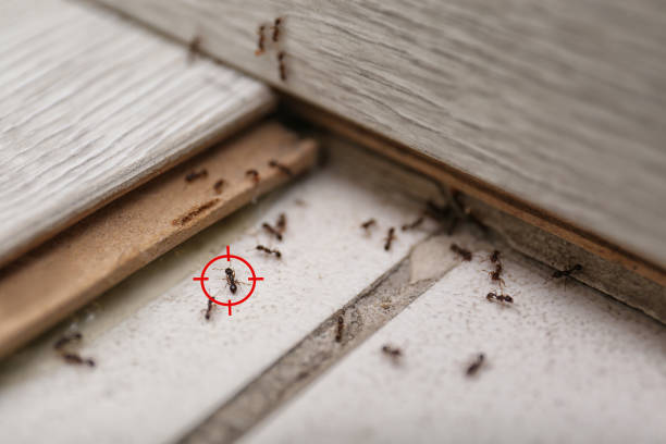 Best Pest Removal Services  in Liberty, KY