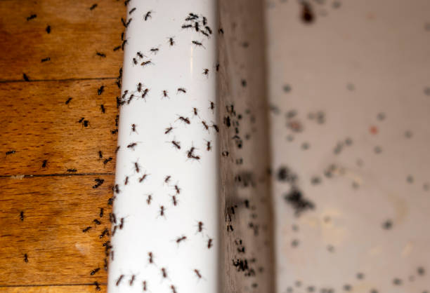 Best Ant Control Services  in Liberty, KY