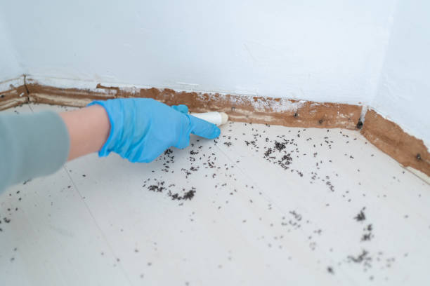 Best Local Pest Control Services  in Liberty, KY